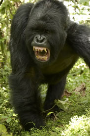 gorilla